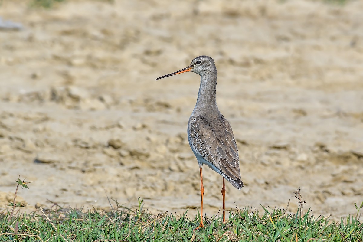 Spotted Redshank - ML144834151