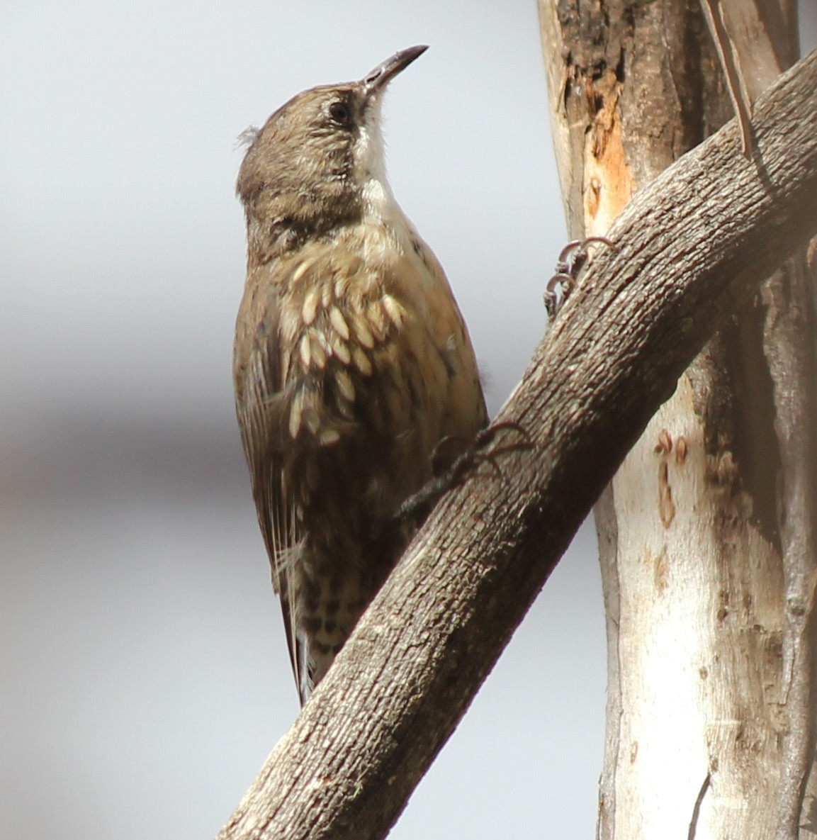 White-throated Treecreeper - ML144835231