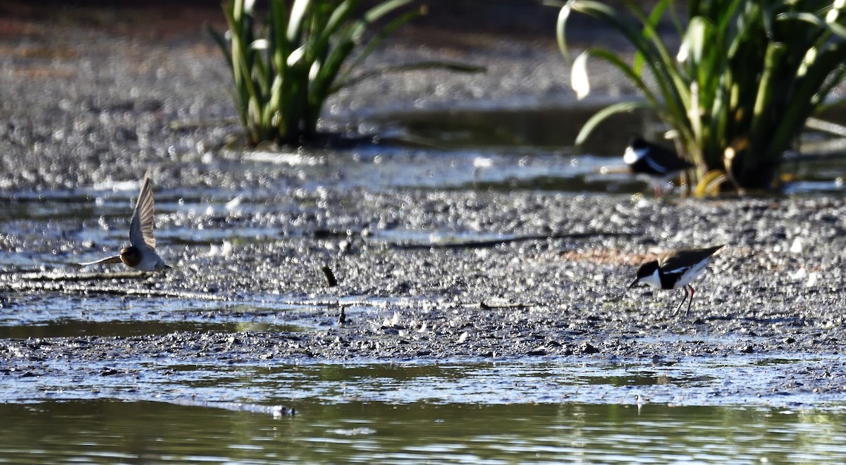 Black-fronted Dotterel - Ken Crawley