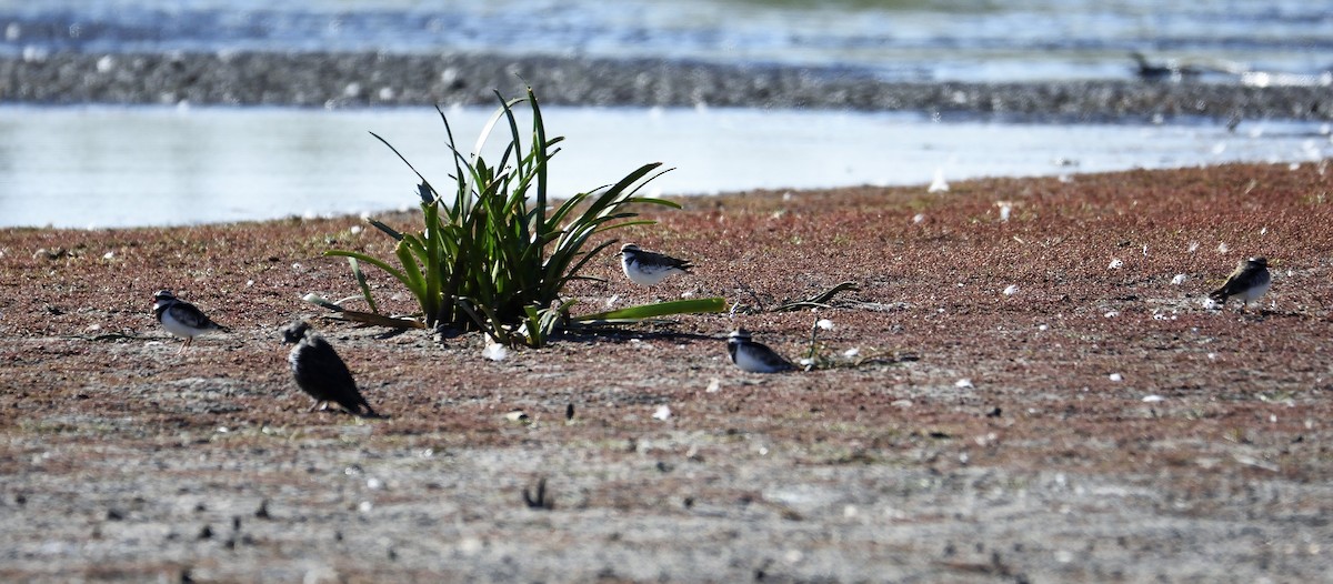 Black-fronted Dotterel - Ken Crawley