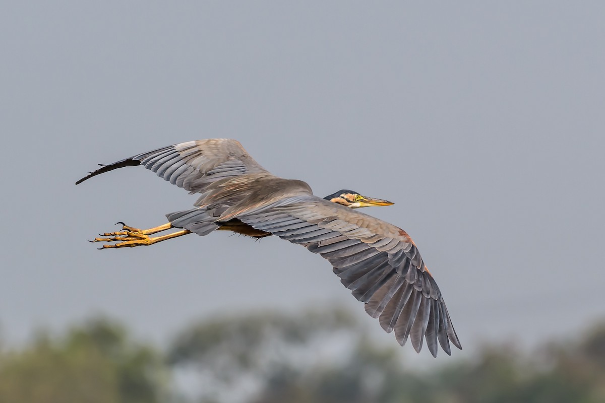 Purple Heron - ML144836961