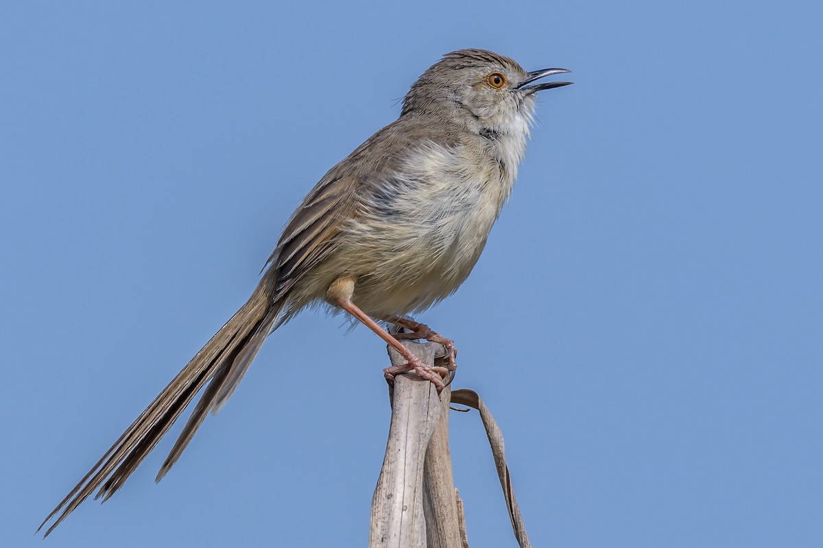 Delicate Prinia - ML144837381