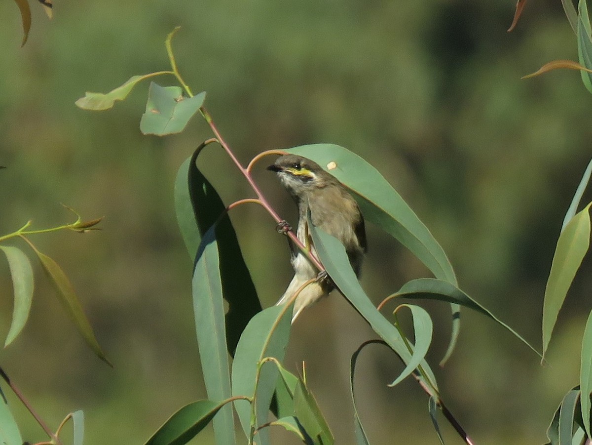 Yellow-faced Honeyeater - ML144838171