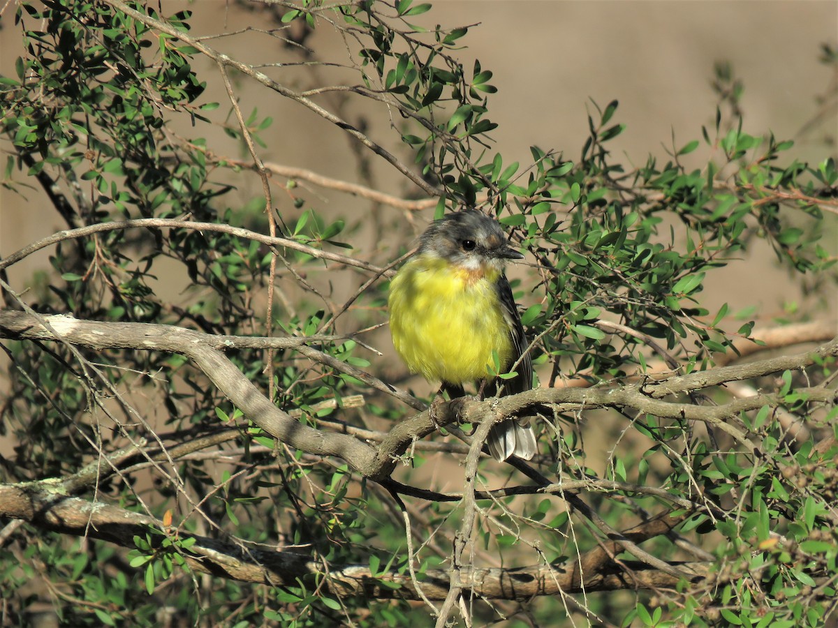 Eastern Yellow Robin - ML144838311