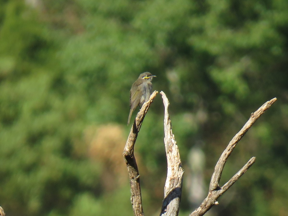 Yellow-faced Honeyeater - ML144838381