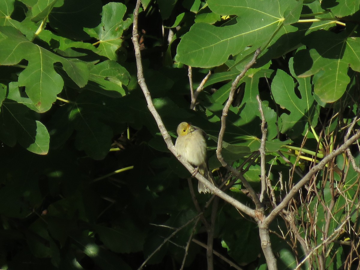 White-plumed Honeyeater - ML144838421