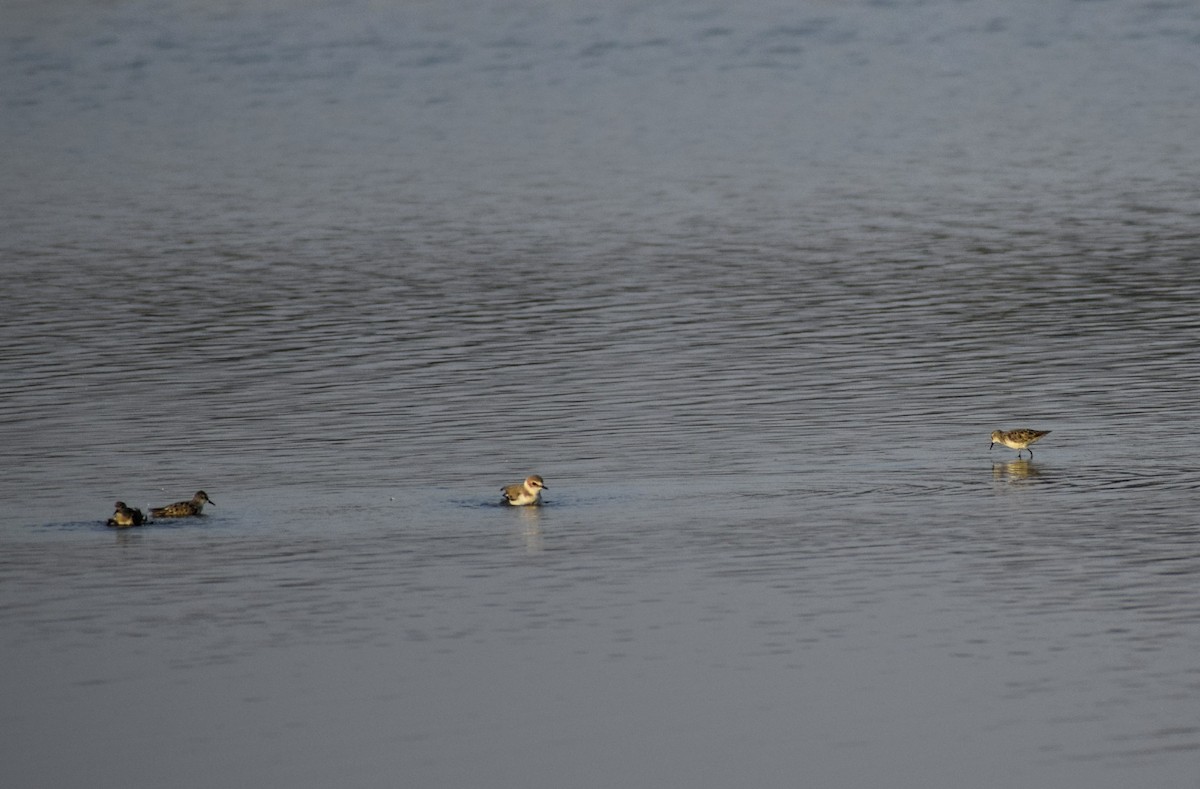 Kentish Plover - Jageshwer verma