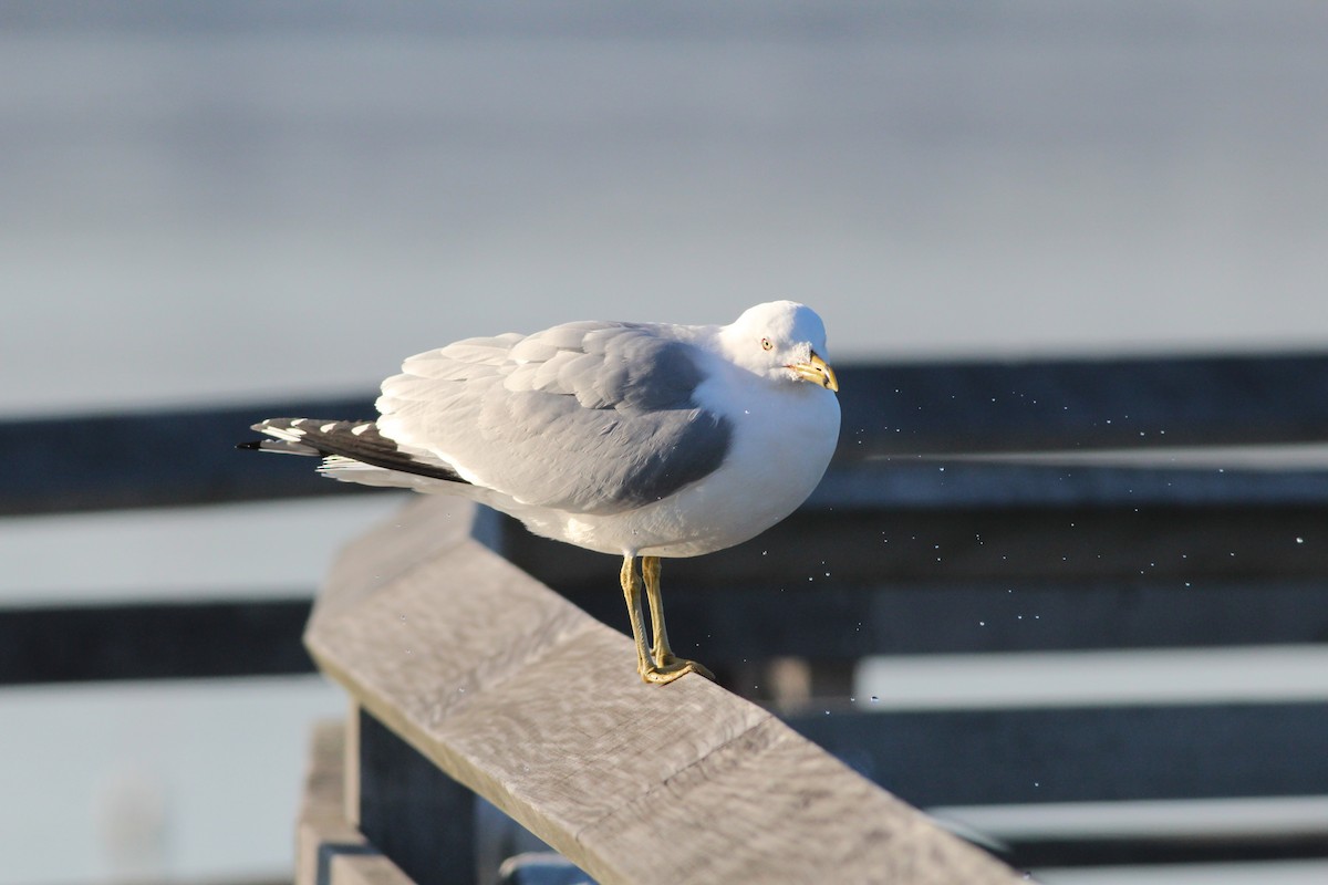 Ring-billed Gull - ML144839701