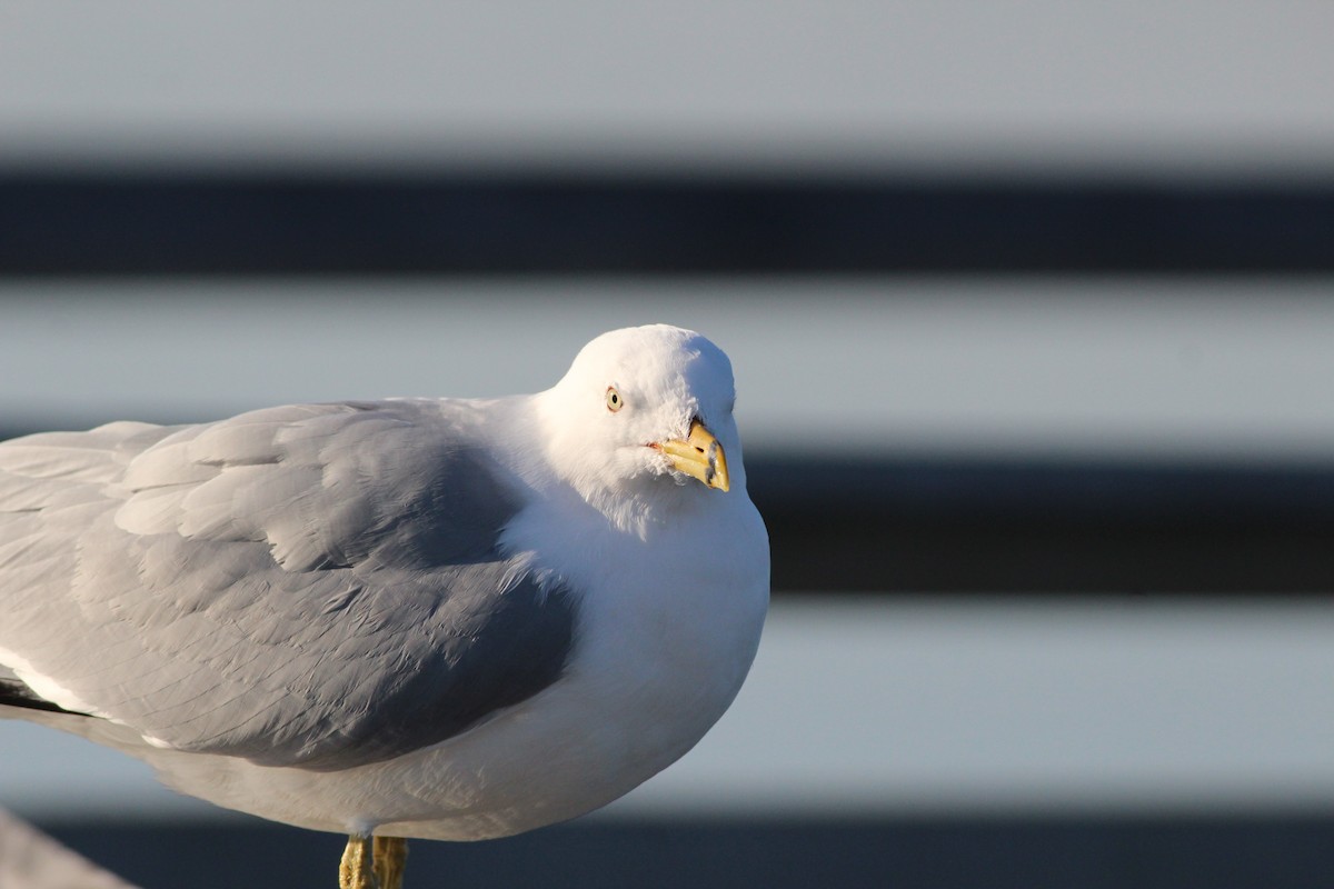 Ring-billed Gull - Sequoia Wrens