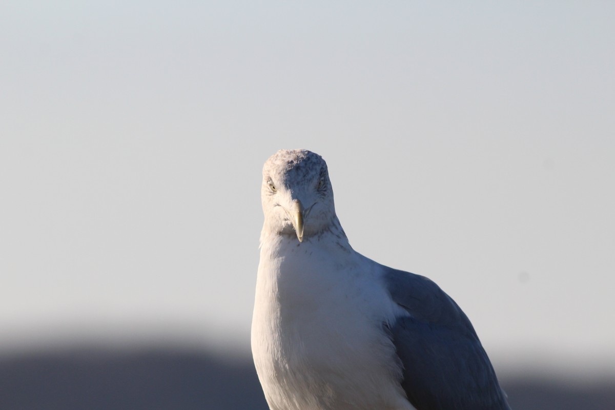 Herring Gull (American) - Sequoia Wrens