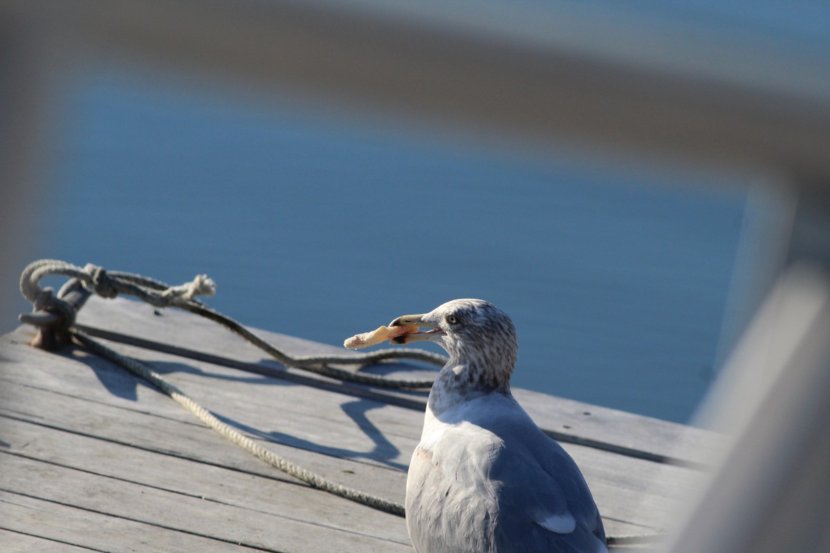 Herring Gull (American) - Sequoia Wrens