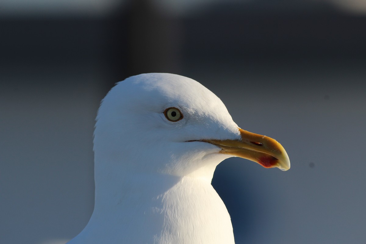 Herring Gull (American) - Sequoia Wrens