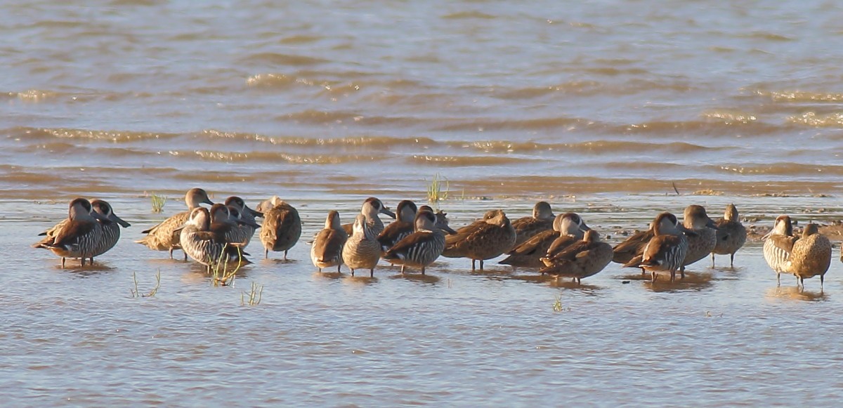 Pink-eared Duck - ML144840511