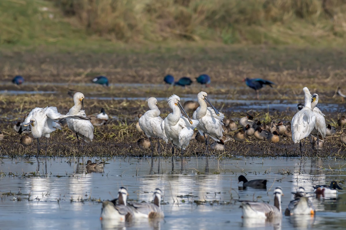 Eurasian Spoonbill - ML144840751