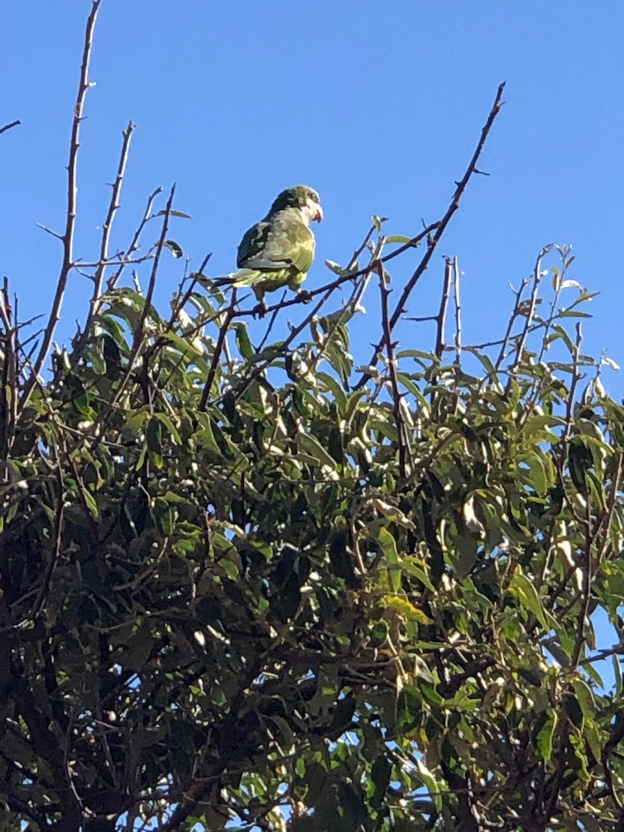 Monk Parakeet - ML144840941