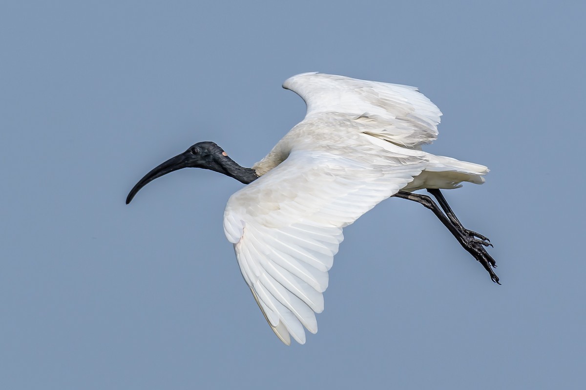 ibis černohlavý - ML144843011