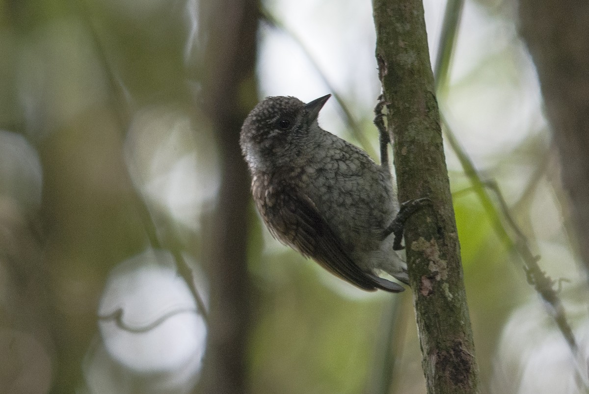 Scaled Piculet (Scaled) - Markus Craig