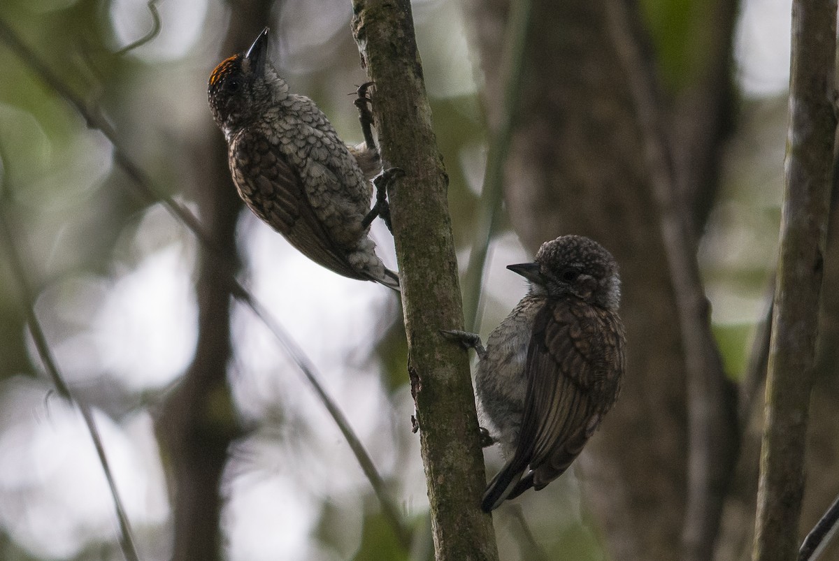 skjellpikulett (squamulatus gr.) - ML144844261