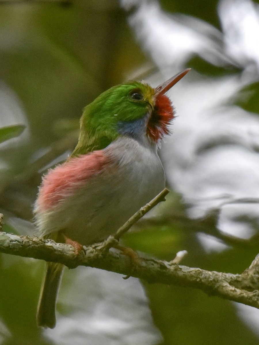 Cuban Tody - Anonymous