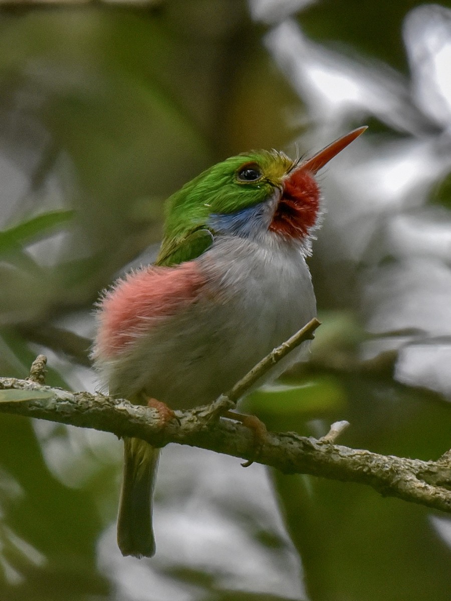 Cuban Tody - ML144844401