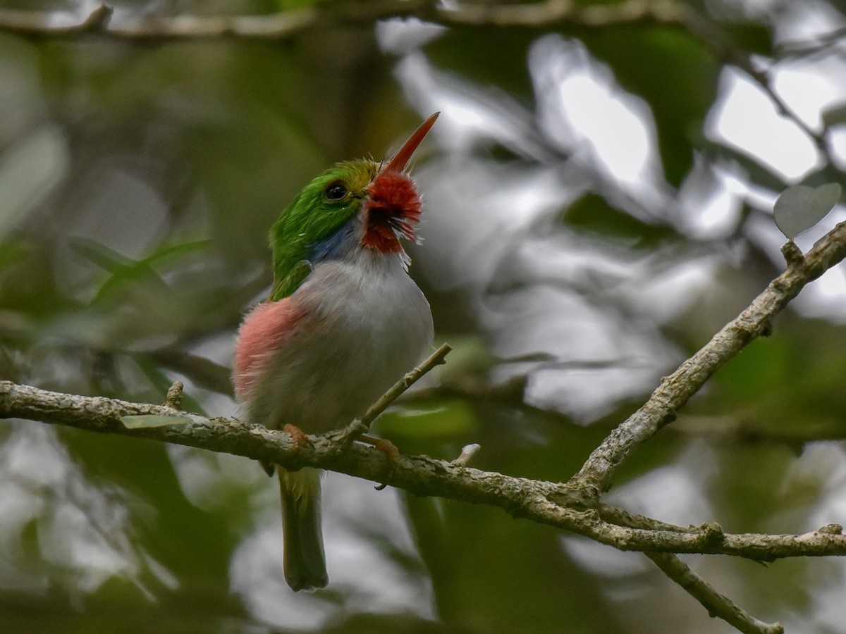 Cuban Tody - Anonymous