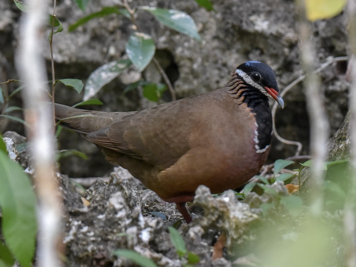 Blue-headed Quail-Dove - ML144844441