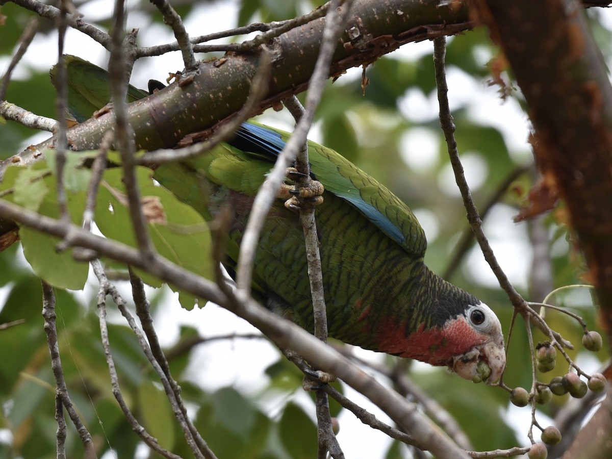 Kubaamazone (leucocephala) - ML144844531