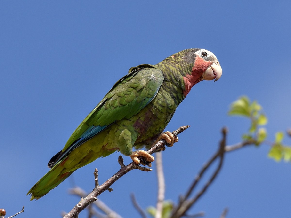 Cuban Parrot (Cuban) - ML144844541