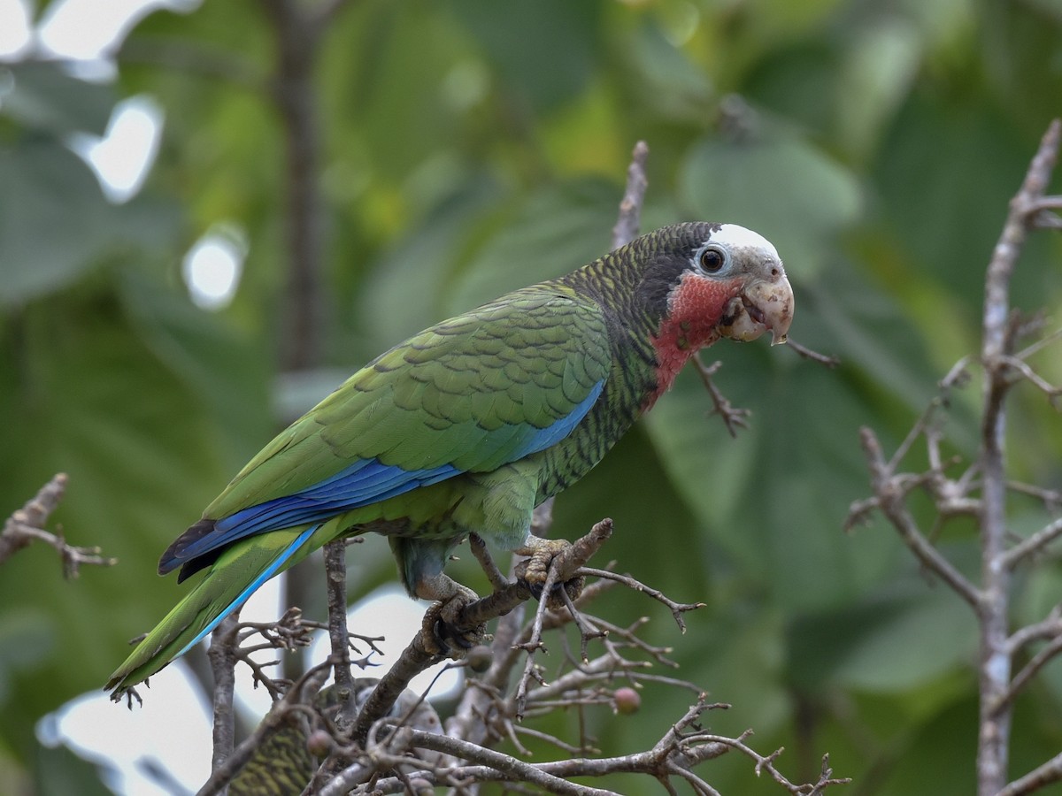 Küba Amazonu (leucocephala) - ML144844571