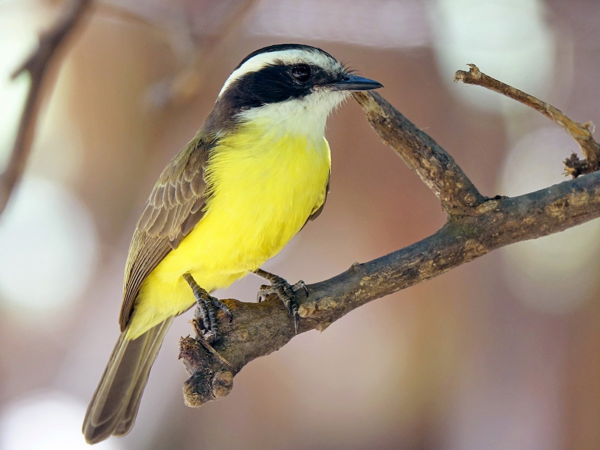 White-bearded Flycatcher - Phelpsia inornata - Birds of the World