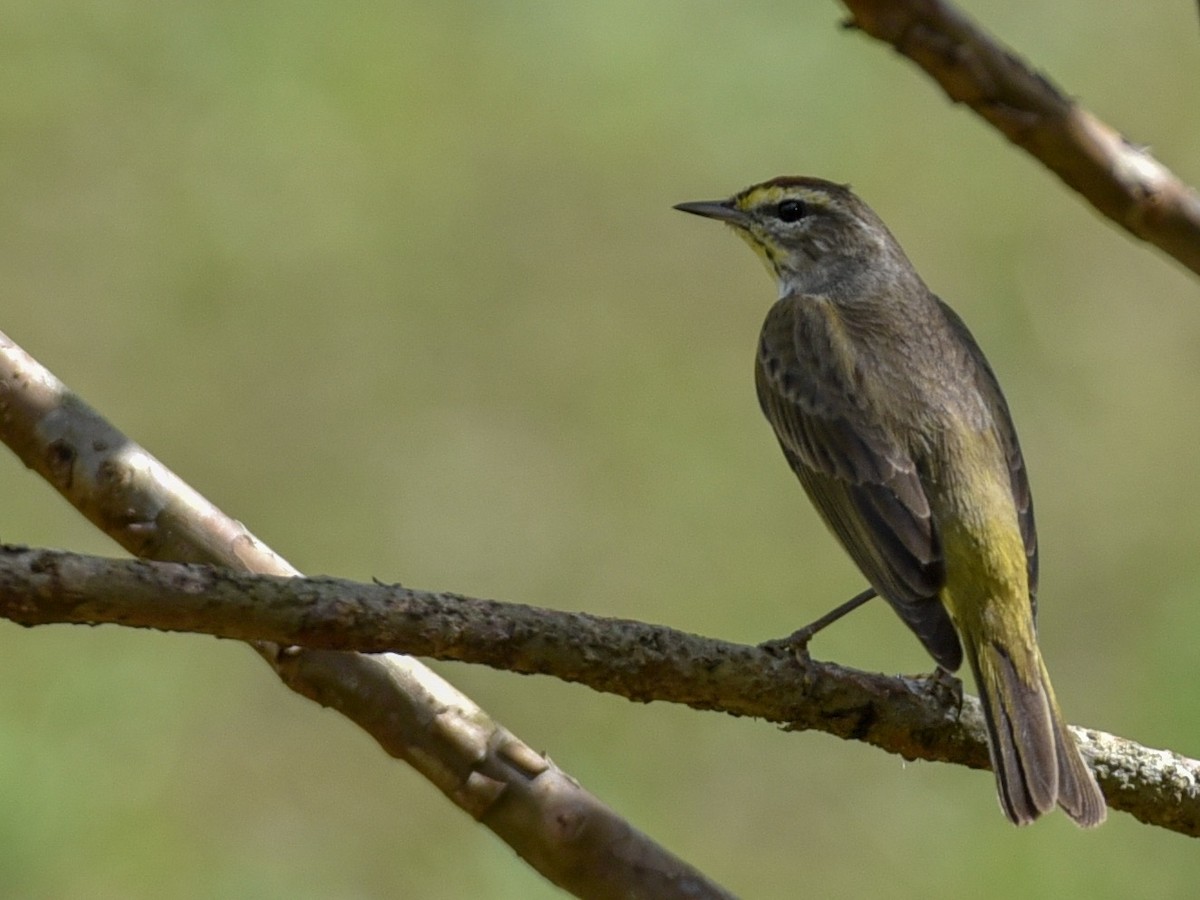 Palm Warbler - ML144844651