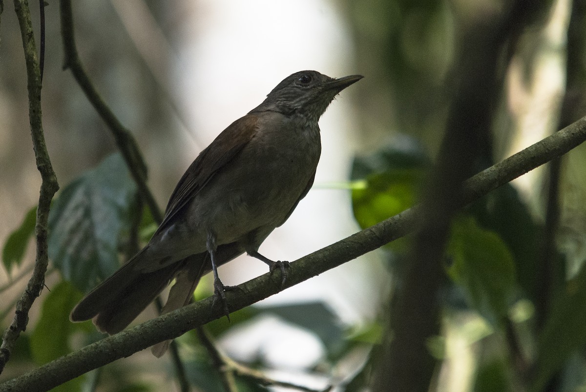 Pale-breasted Thrush - Markus Craig