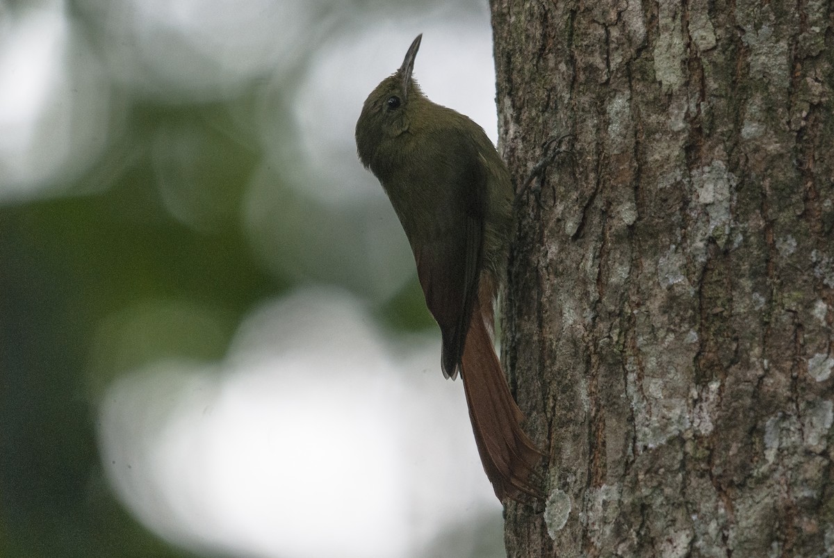 Olivaceous Woodcreeper (Grayish) - ML144845121