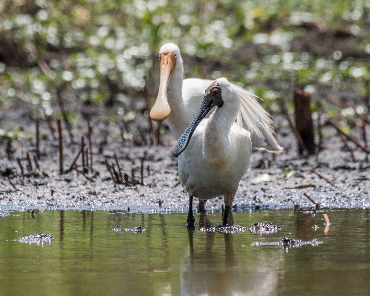 Royal Spoonbill - Terence Alexander