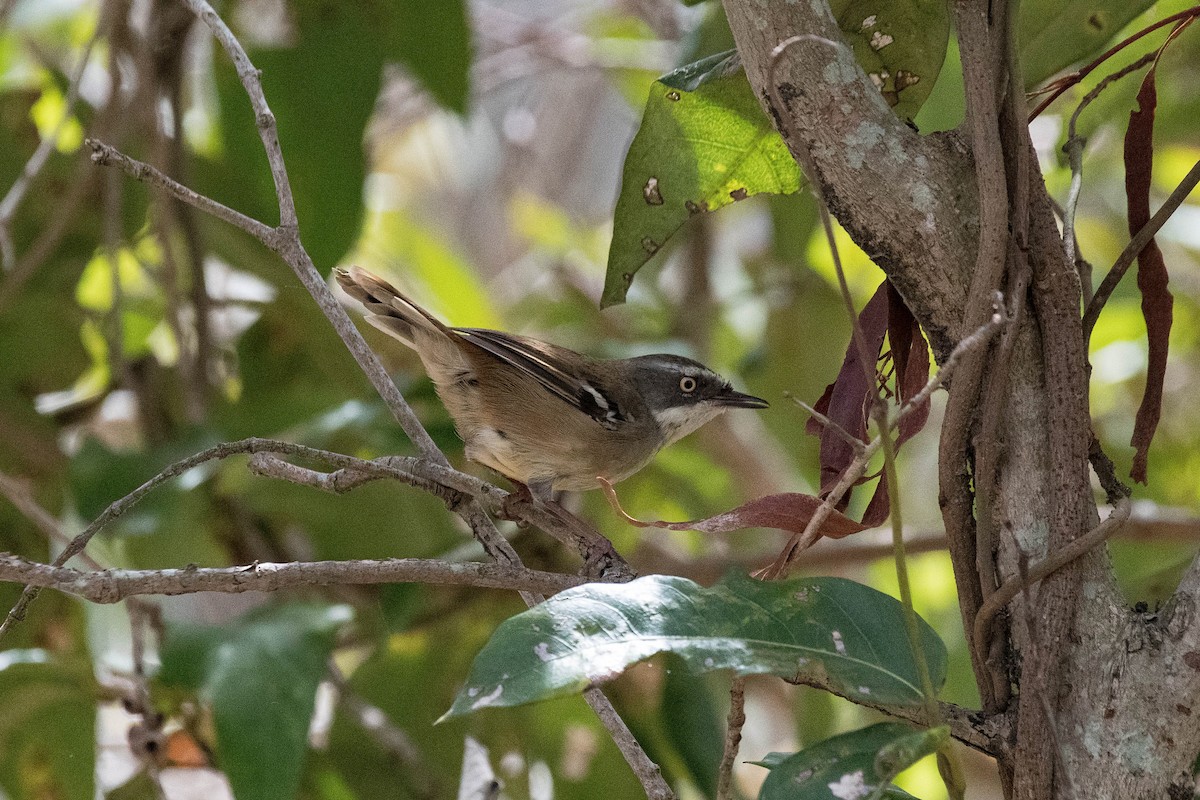 White-browed Scrubwren - ML144845201