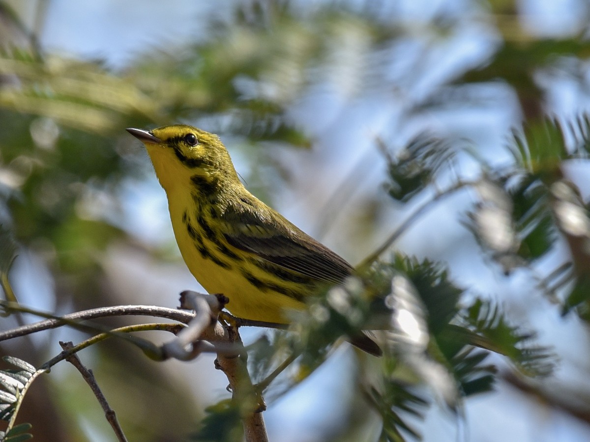 Prairie Warbler - ML144845271