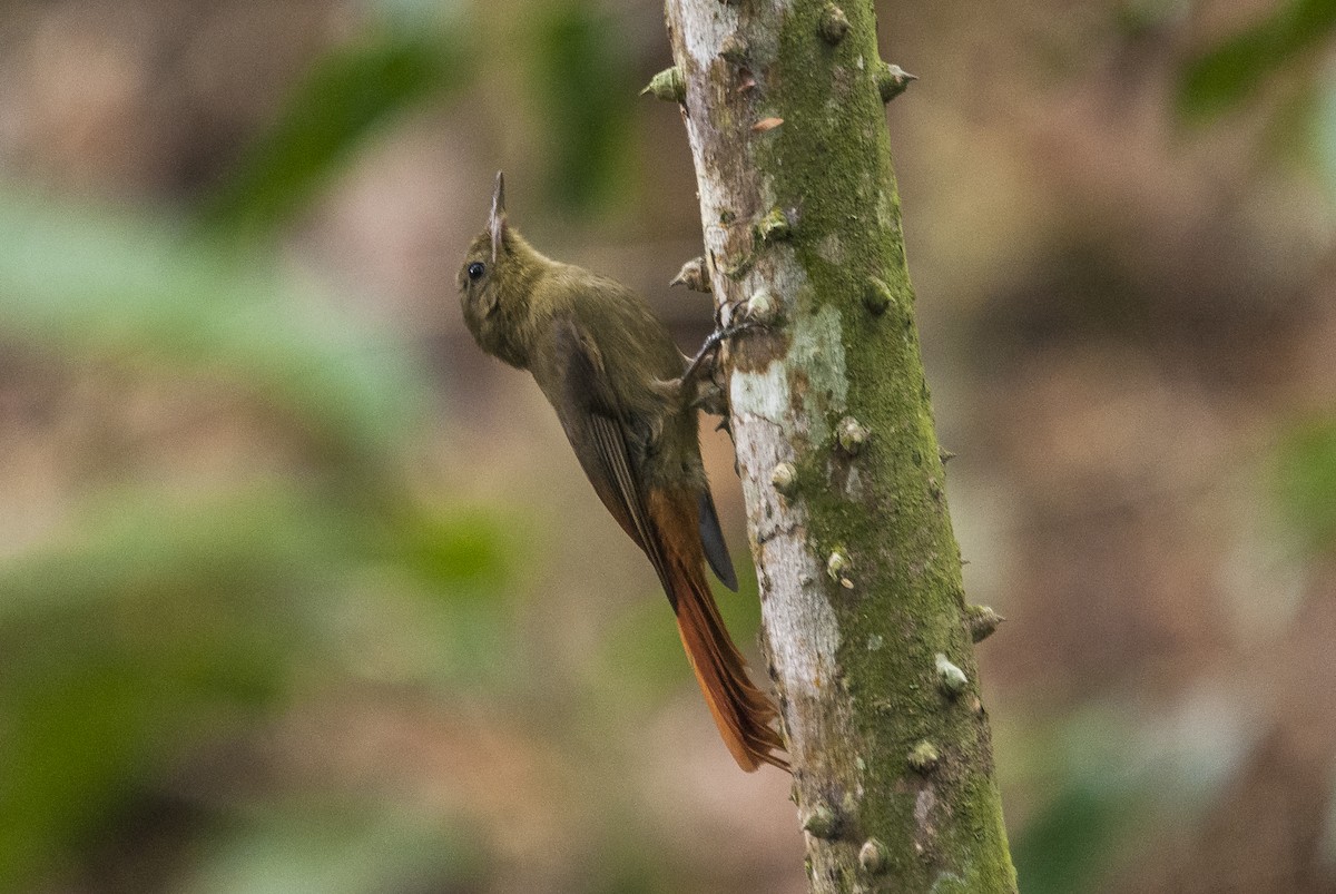 Olivaceous Woodcreeper (Grayish) - ML144845351