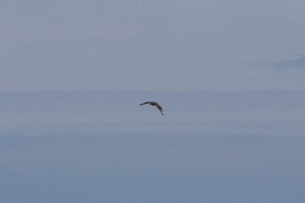 South Polar Skua - Ann Van Sant