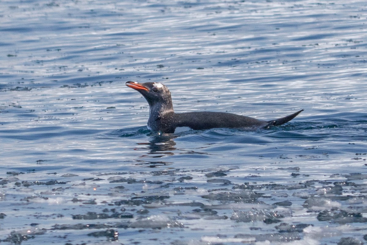 Gentoo Penguin - ML144845661