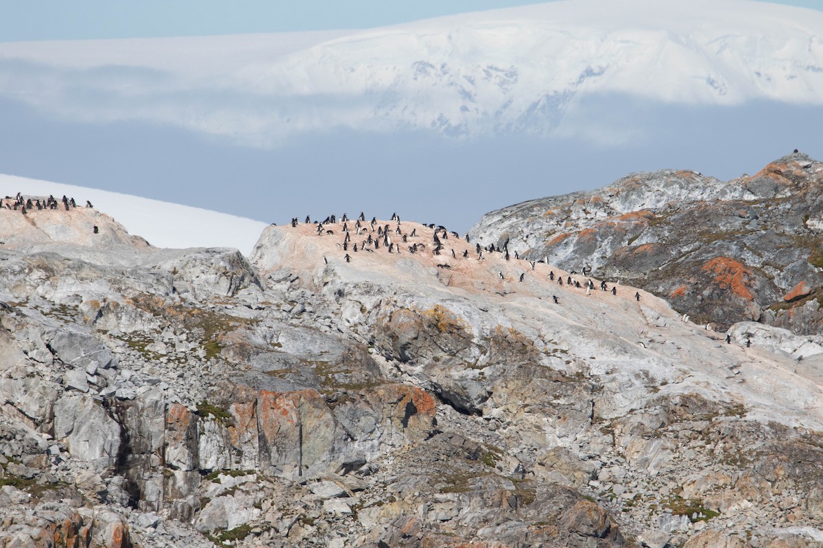 Антарктический пингвин - ML144845751