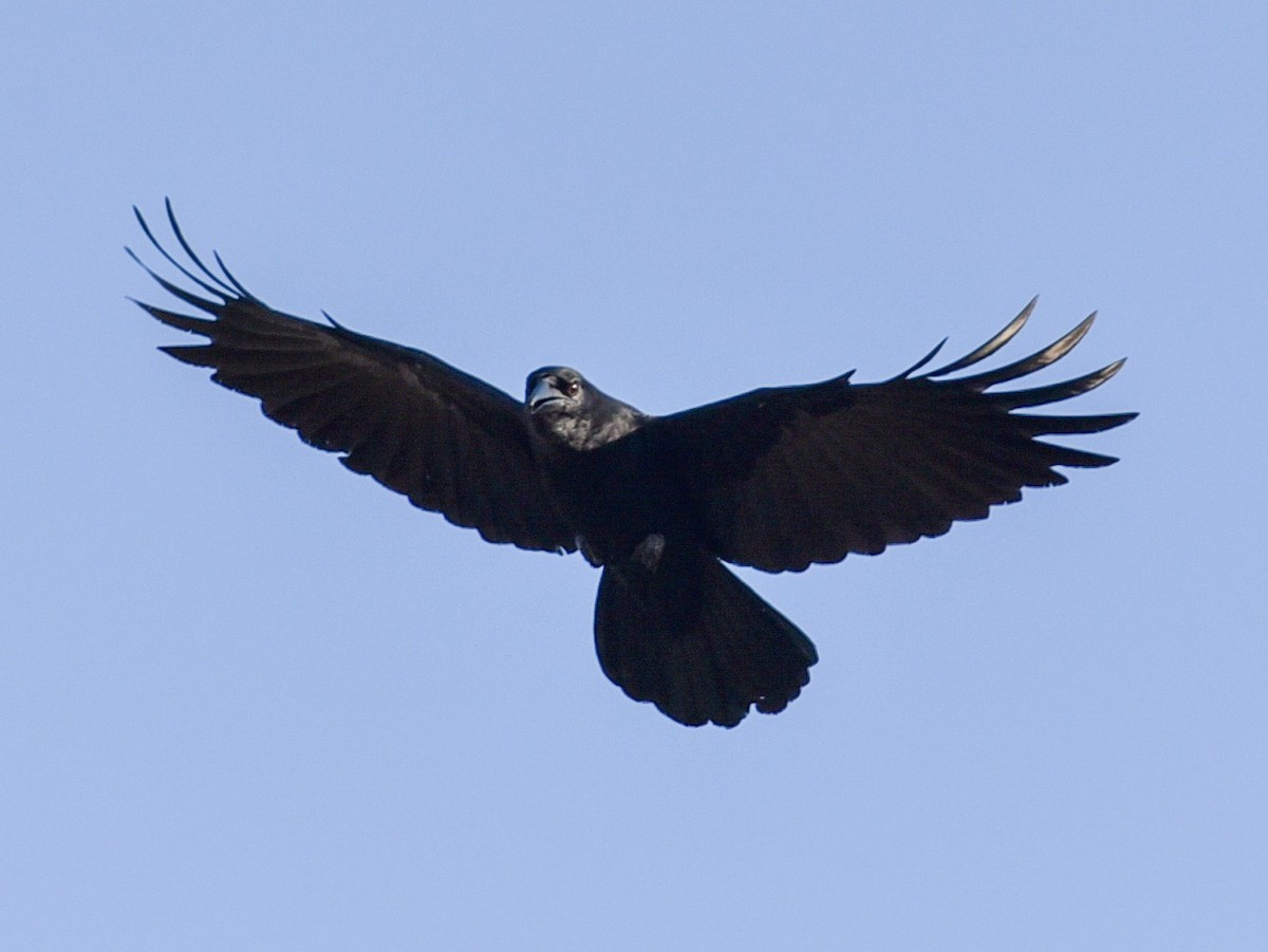 Cuban Crow - Anonymous