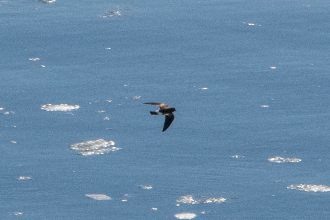 Wilson's Storm-Petrel - ML144845801