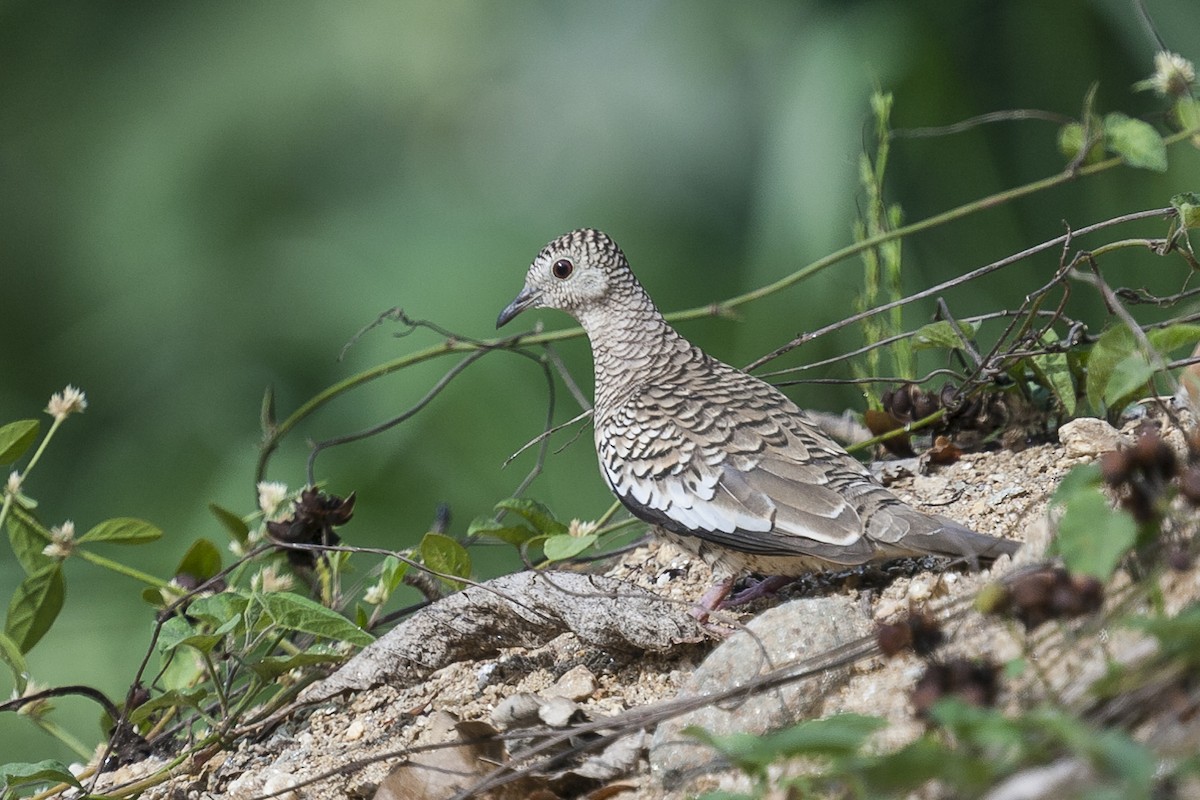 Scaled Dove - ML144846111