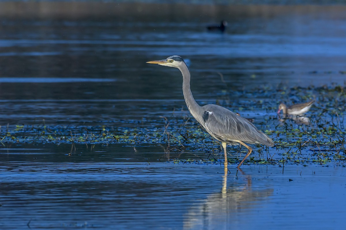 Gray Heron - ML144846331