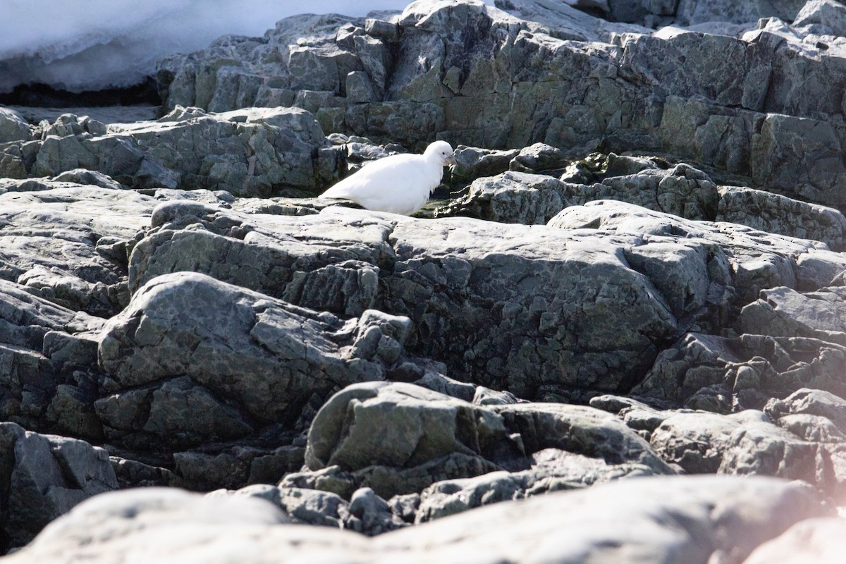 Snowy Sheathbill - ML144847341