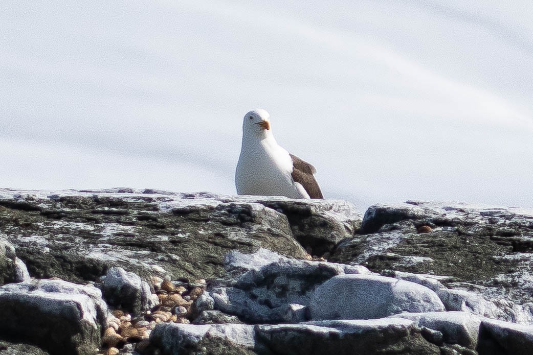 Kelp Gull - ML144847401