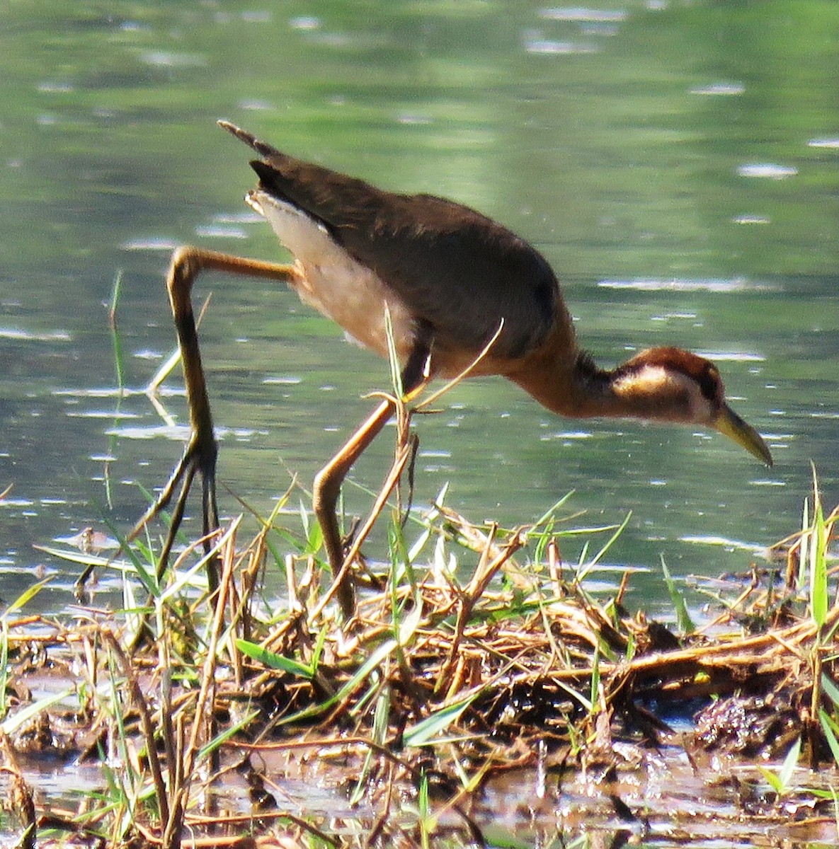 Pheasant-tailed Jacana - Mohanan Choron