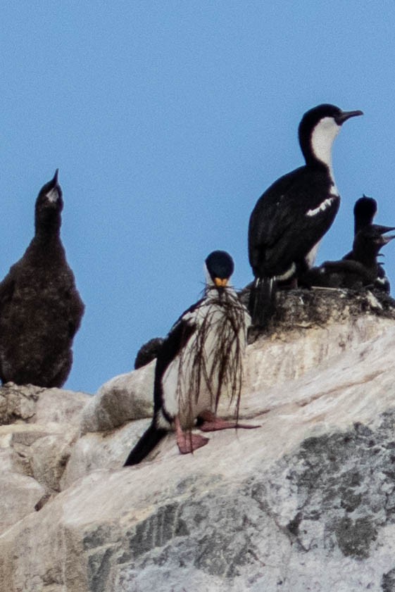 Antarctic Shag - Ann Van Sant