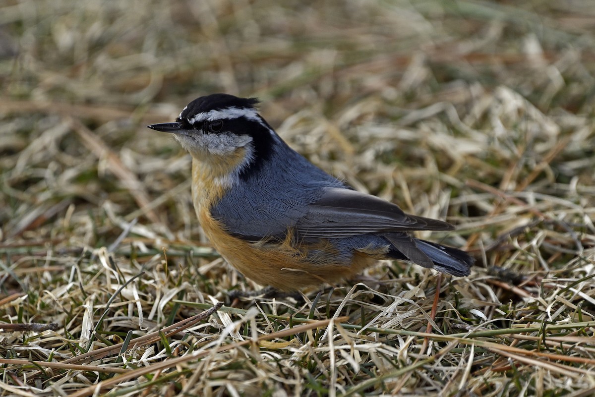 Red-breasted Nuthatch - ML144848011