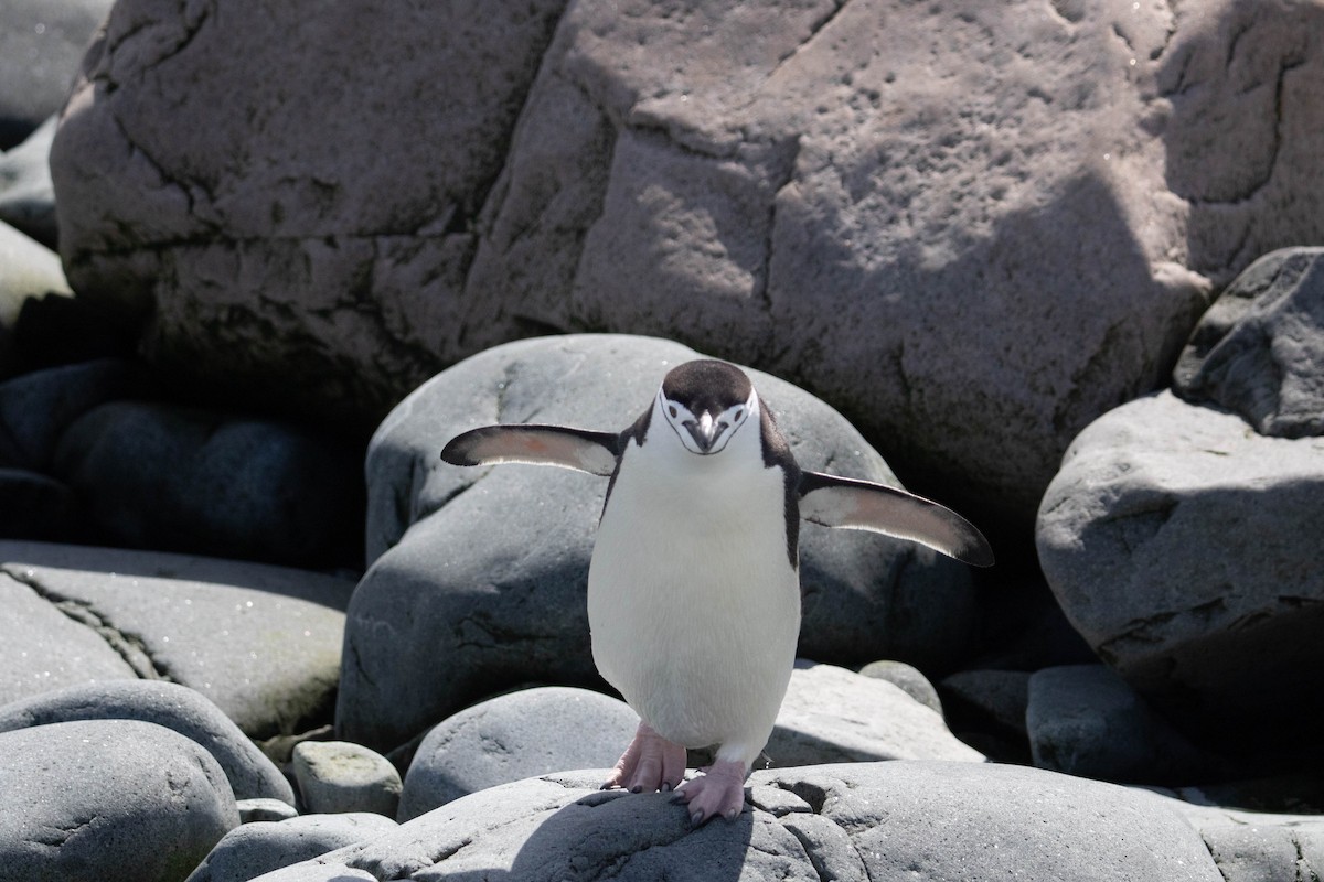 Kehlstreifpinguin - ML144848061